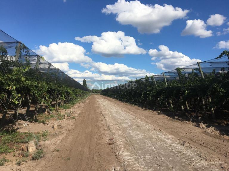 Finca en Venta en San Martin, Mendoza