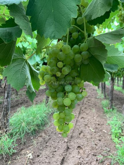 Finca en Venta en San Martin, Mendoza