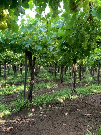 Finca en Venta en San Martin, Mendoza