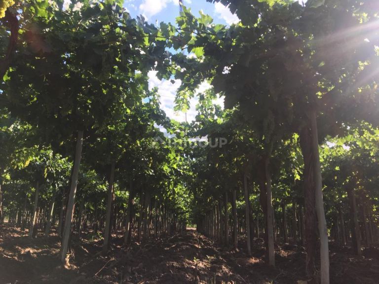 Finca en Venta en San Martin, Mendoza