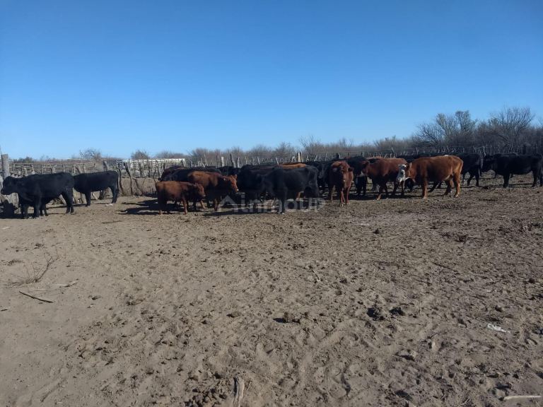 Campo en Venta en General alvear, Mendoza