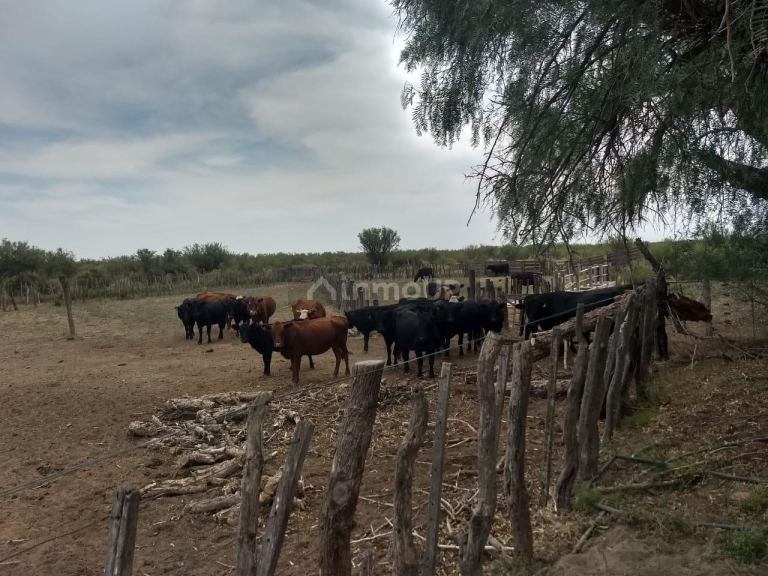 Campo en Venta en General alvear, Mendoza
