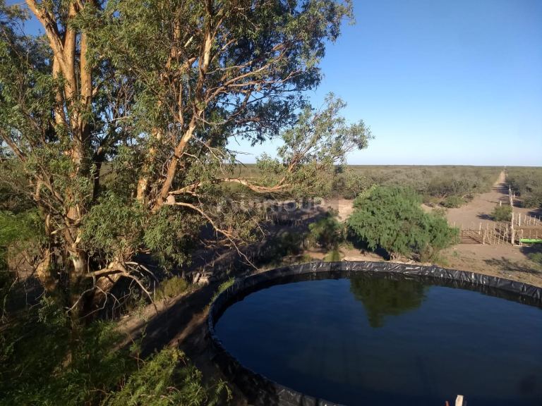 Campo en Venta en General alvear, Mendoza