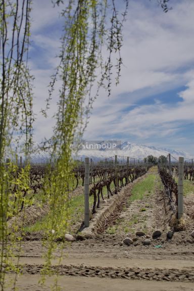 Finca en Venta en Tunuyan, Mendoza - USD 4.500.000 | Inmoup - 7