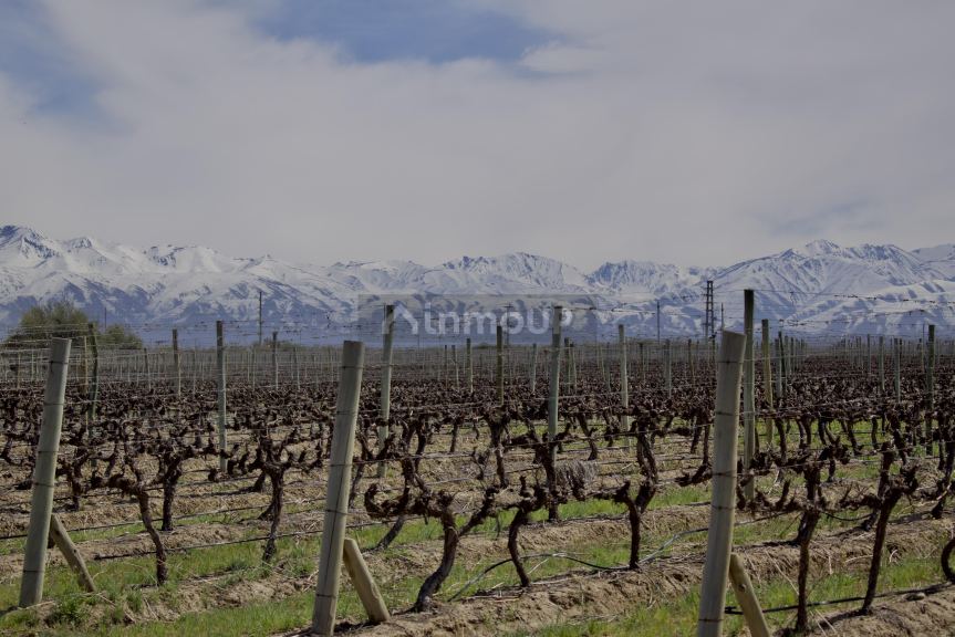 Finca en Venta en Tunuyan, Mendoza - USD 4.500.000 | Inmoup - 11