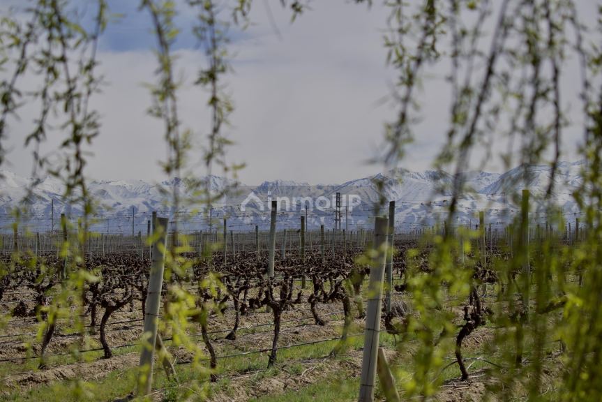 Finca en Venta en Tunuyan, Mendoza - USD 4.500.000 | Inmoup - 8