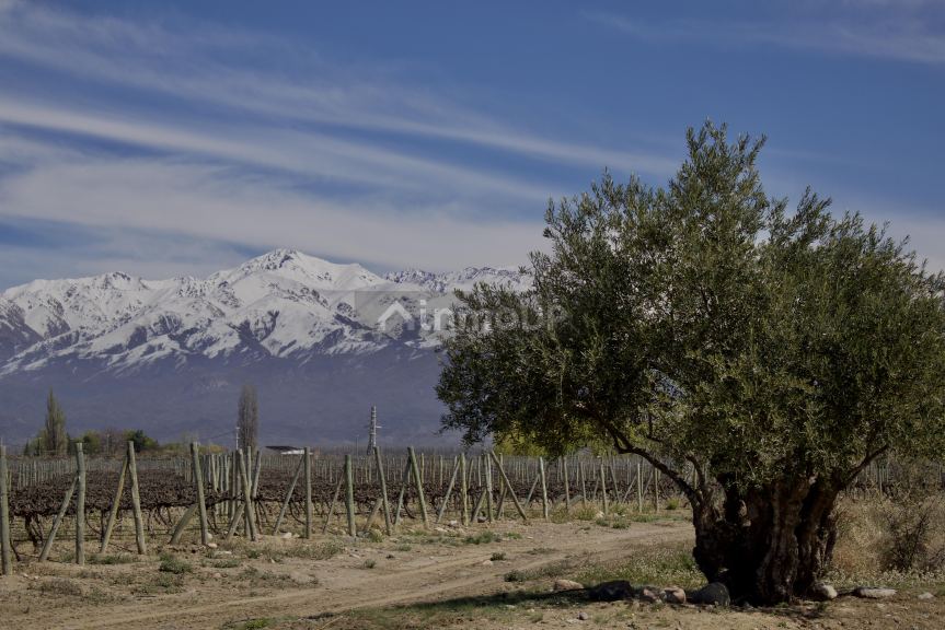 Finca en Venta en Tunuyan, Mendoza - USD 4.500.000 | Inmoup - 12
