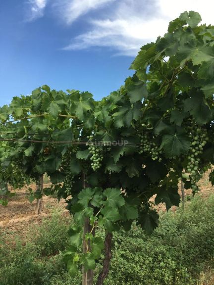 Finca en Venta en Las Heras, Mendoza