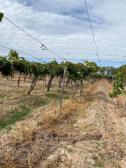 Finca en Venta en Las Heras, Mendoza