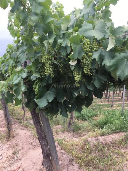 Finca en Venta en Las Heras, Mendoza