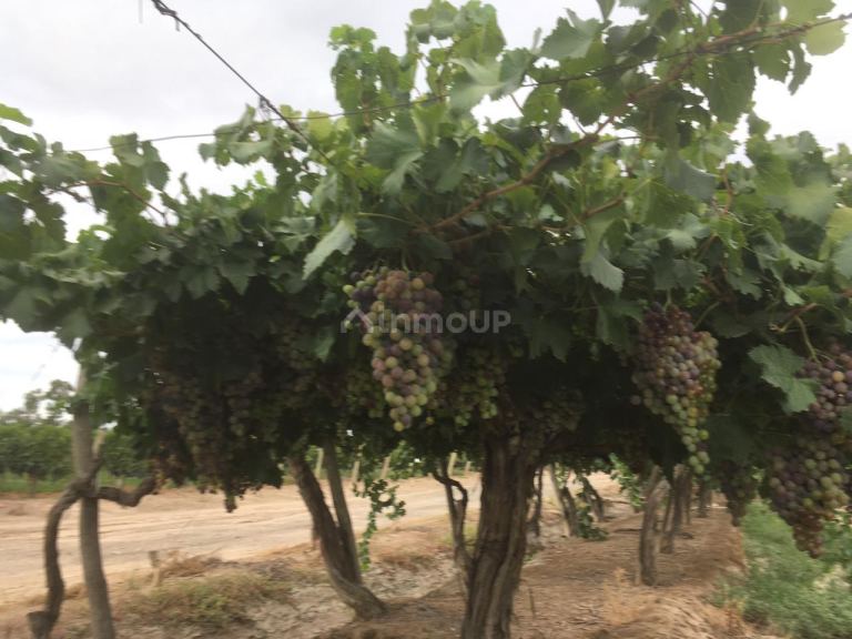 Finca en Venta en Las Heras, Mendoza