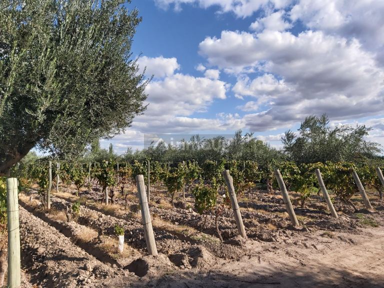 Finca en Venta en Junin, Mendoza