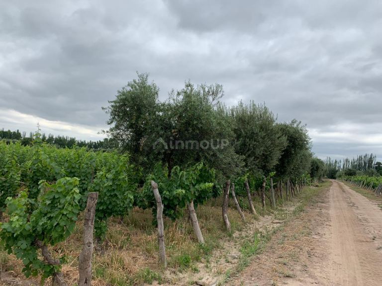 Finca en Venta en Junin, Mendoza
