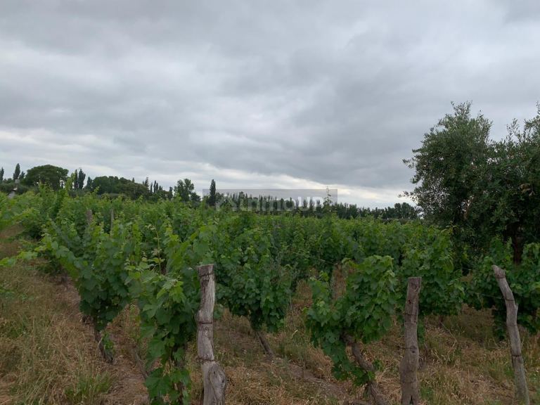 Finca en Venta en Junin, Mendoza