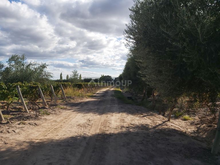 Finca en Venta en Junin, Mendoza