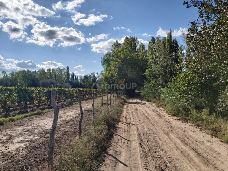 Finca en Venta en Junin, Mendoza