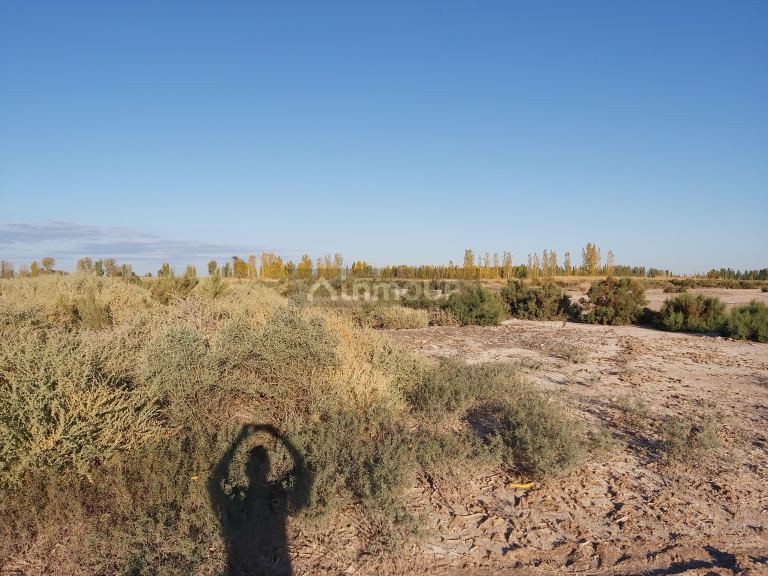Finca en Venta en Lavalle, Mendoza