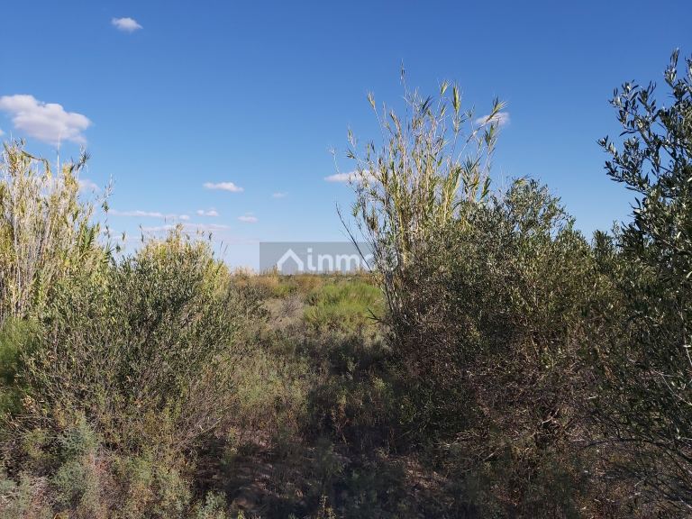 Finca en Venta en Lavalle, Mendoza