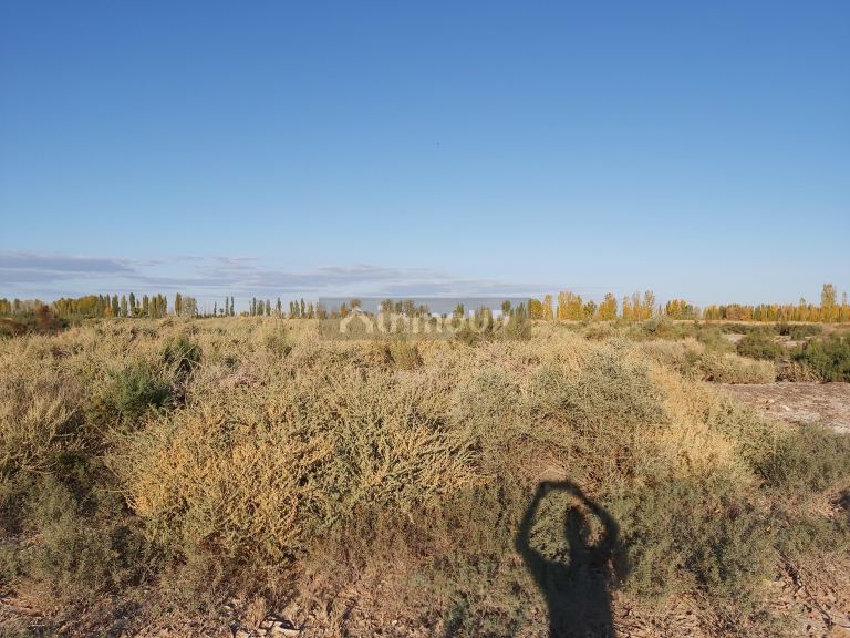 Finca en Venta en Lavalle, Mendoza