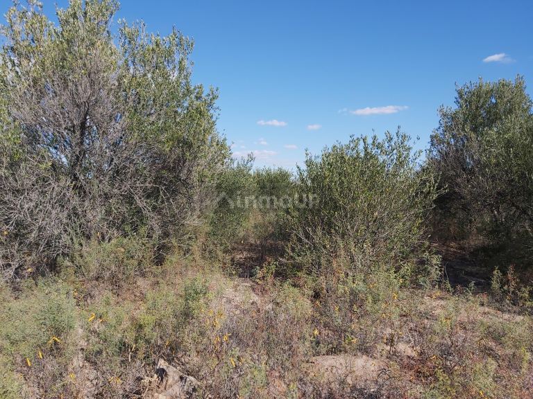 Finca en Venta en Lavalle, Mendoza