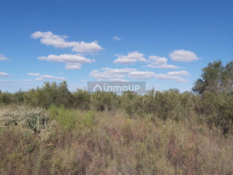 Finca en Venta en Lavalle, Mendoza