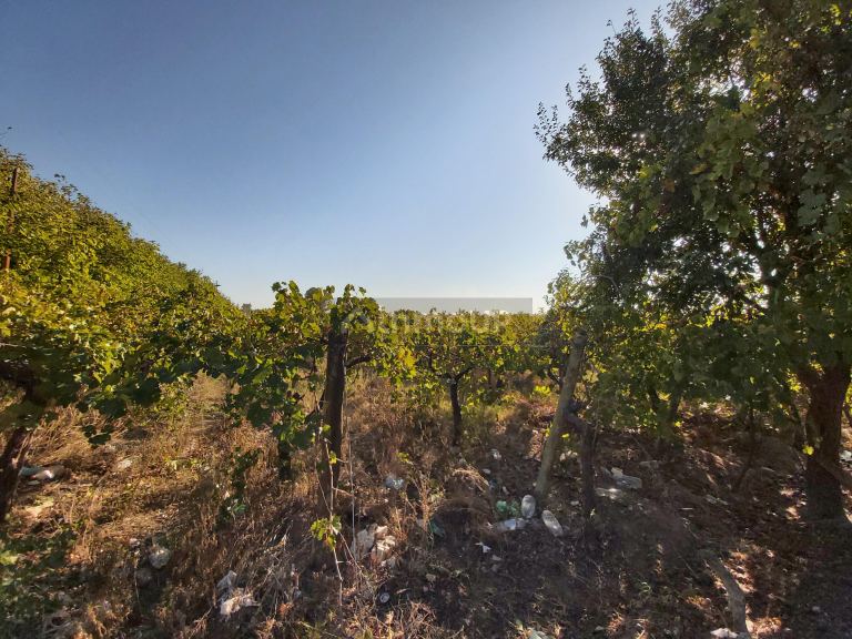 Finca en Venta en San Martin, Mendoza