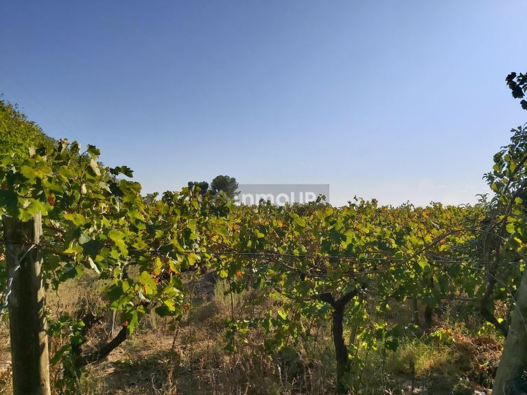 Finca en Venta en San Martin, Mendoza