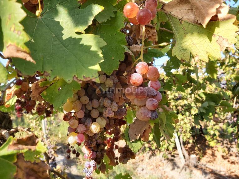 Finca en Venta en San Martin, Mendoza