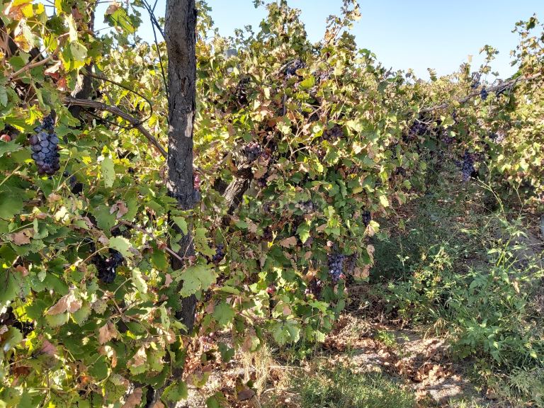 Finca en Venta en San Martin, Mendoza