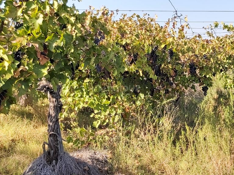 Finca en Venta en San Martin, Mendoza
