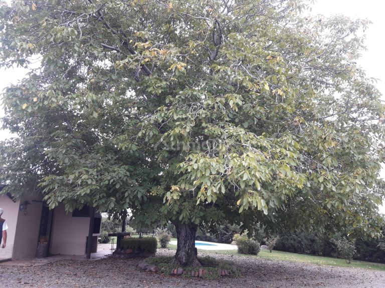 Finca en Venta en Tunuyan, Mendoza