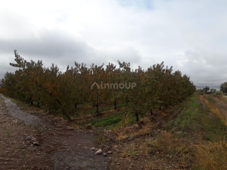 Finca en Venta en Tunuyan, Mendoza