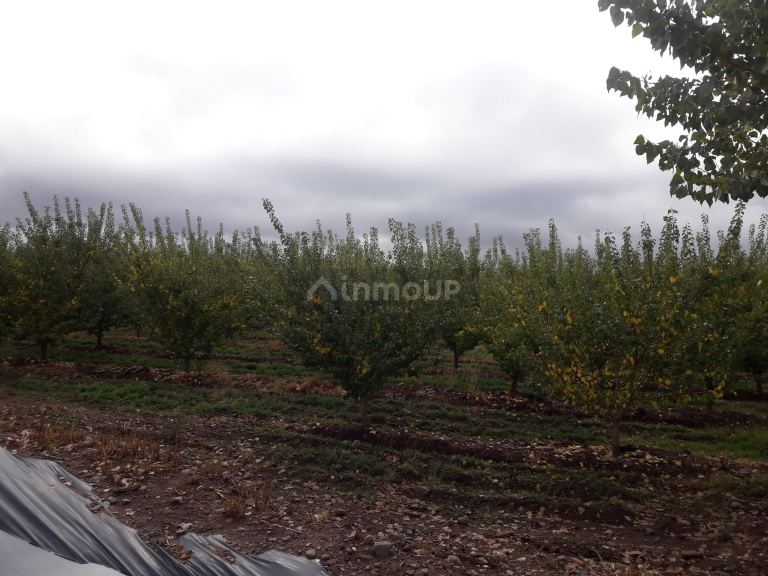 Finca en Venta en Tunuyan, Mendoza
