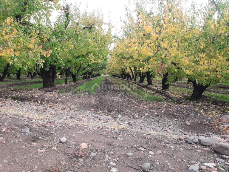 Finca en Venta en Tunuyan, Mendoza
