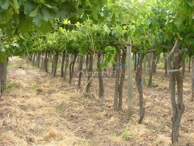 Industria en Venta en San Martin, Mendoza