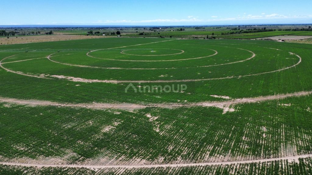 Finca en Venta en Santa Rosa, Mendoza