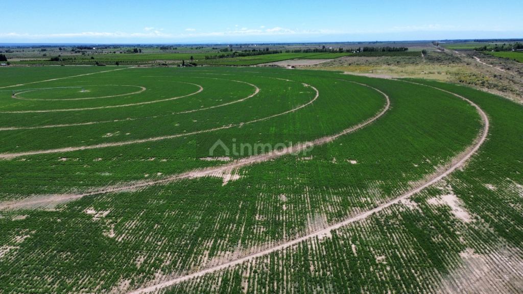 Finca en Venta en Santa Rosa, Mendoza