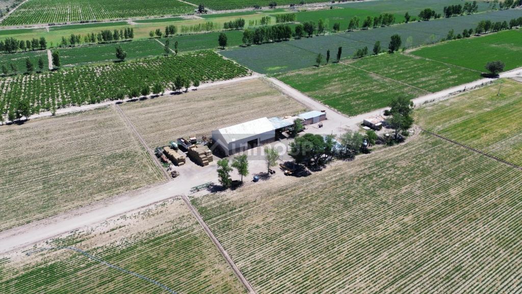 Finca en Venta en Santa Rosa, Mendoza