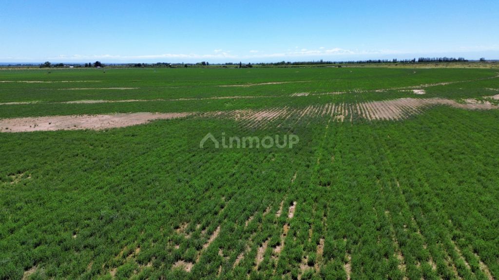 Finca en Venta en Santa Rosa, Mendoza