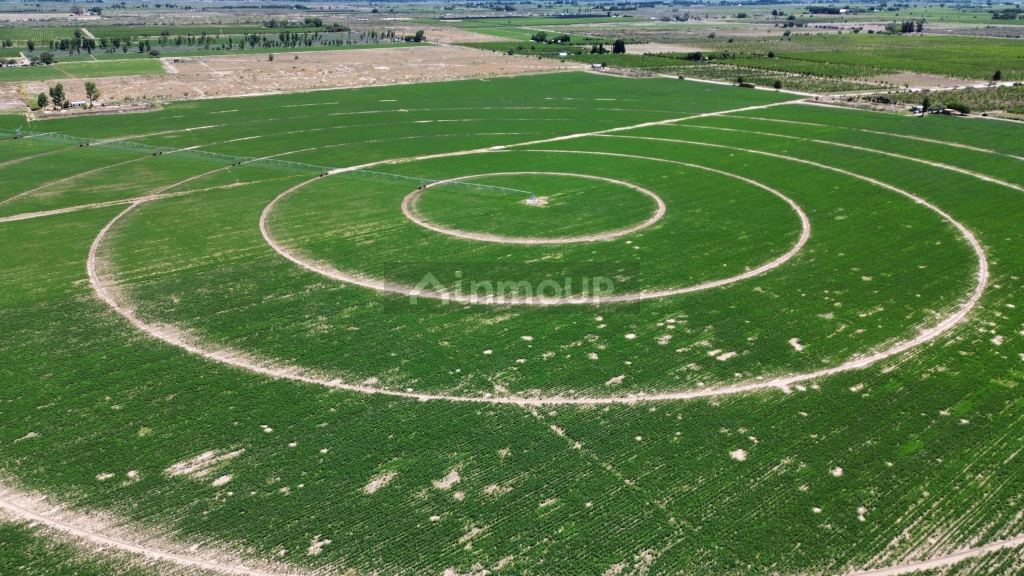 Finca en Venta en Santa Rosa, Mendoza