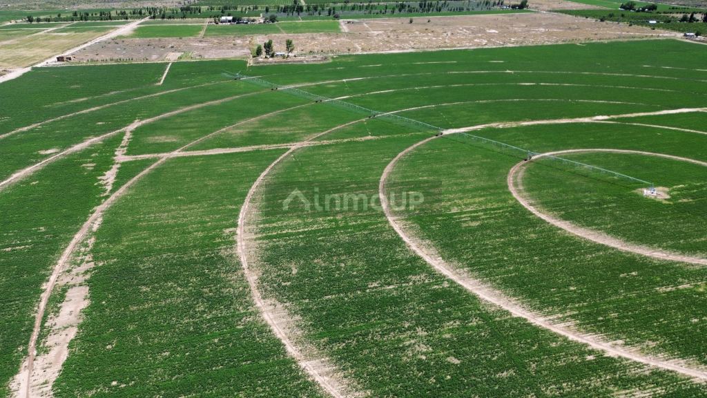 Finca en Venta en Santa Rosa, Mendoza