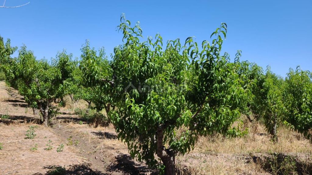 Finca en Venta en Maipu, Mendoza
