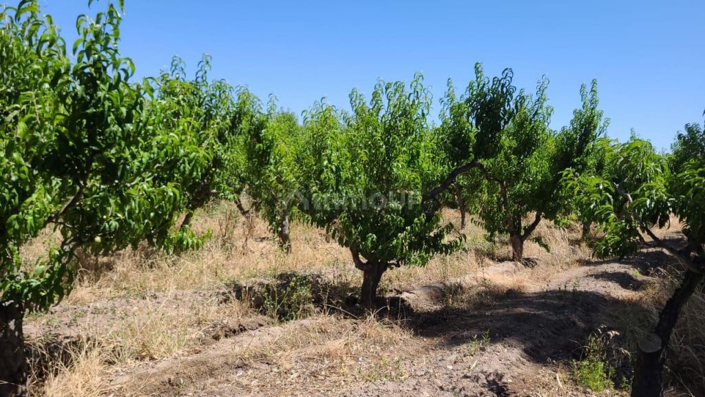 Finca en Venta en Maipu, Mendoza