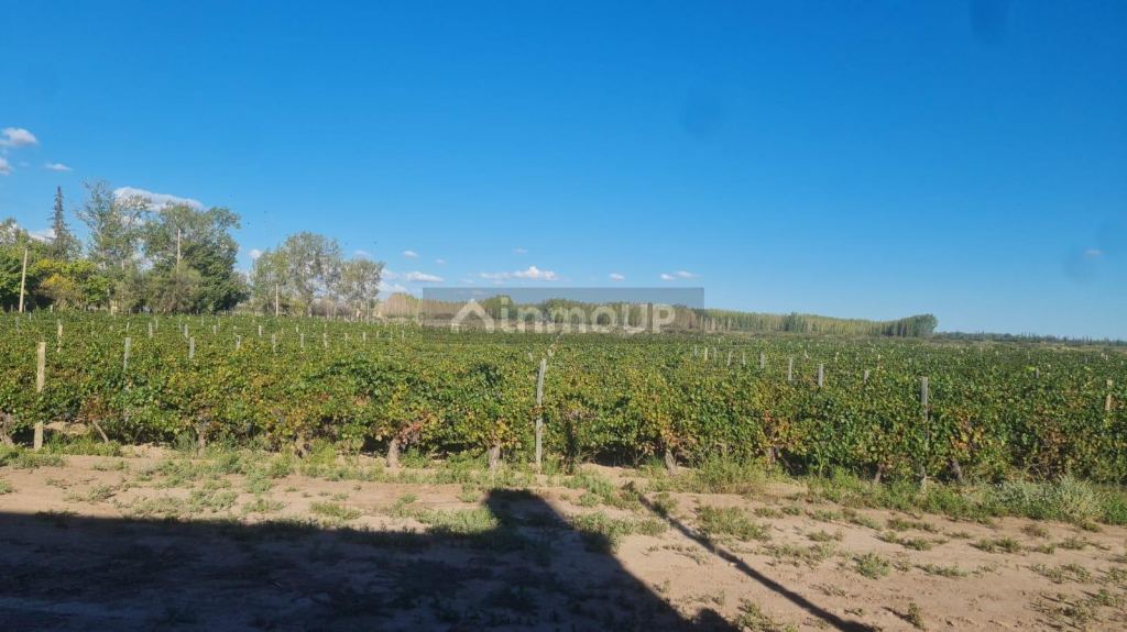 Finca en Venta en Santa Rosa, Mendoza