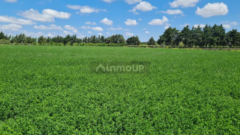 Finca en Venta en Santa Rosa, Mendoza