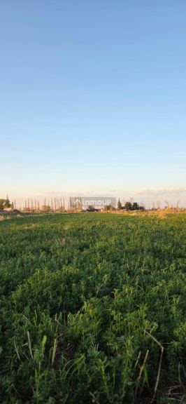 Finca en Venta en Santa Rosa, Mendoza