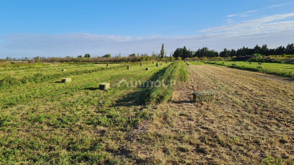 Finca en Venta en Santa Rosa, Mendoza
