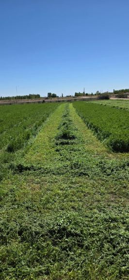 Finca en Venta en Santa Rosa, Mendoza