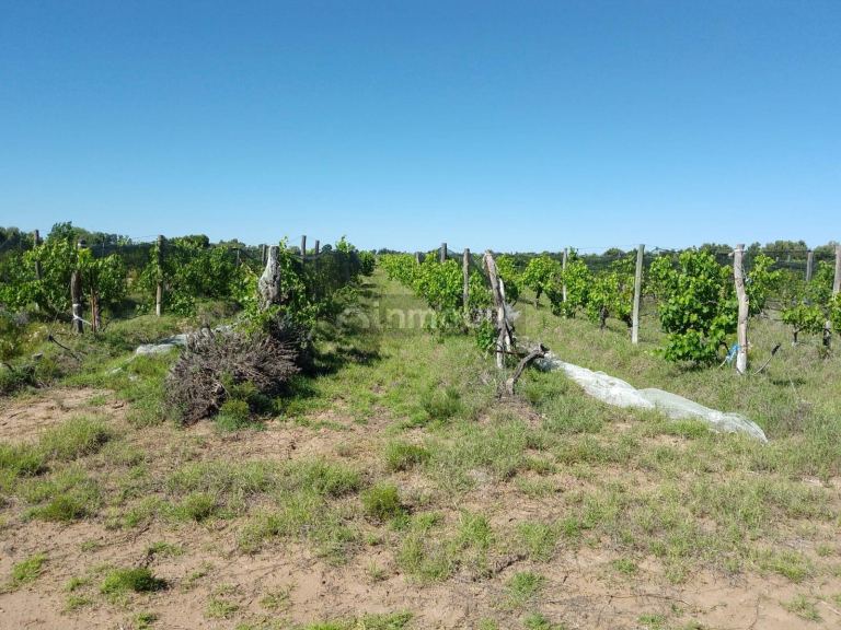 Finca en Venta en Santa Rosa, Mendoza