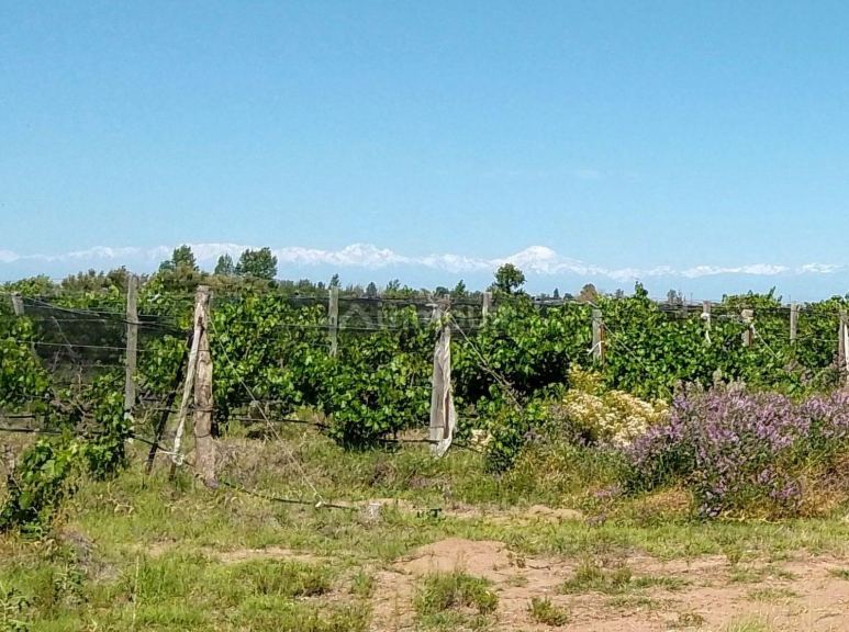 Finca en Venta en Santa Rosa, Mendoza